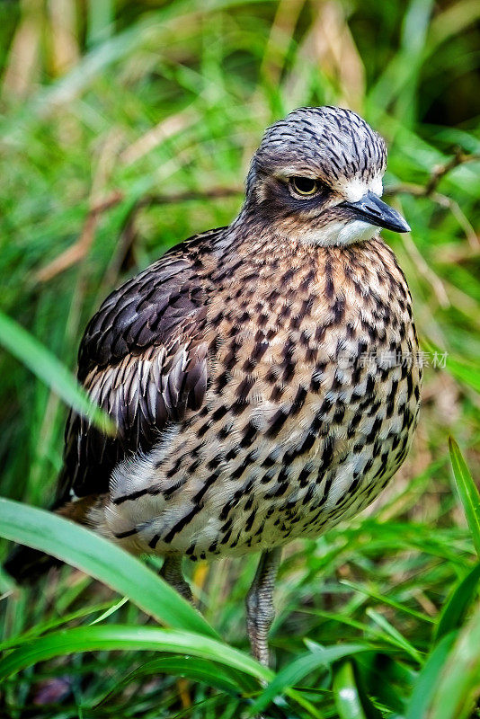 灌木石鸻(Burhinus grallarius)